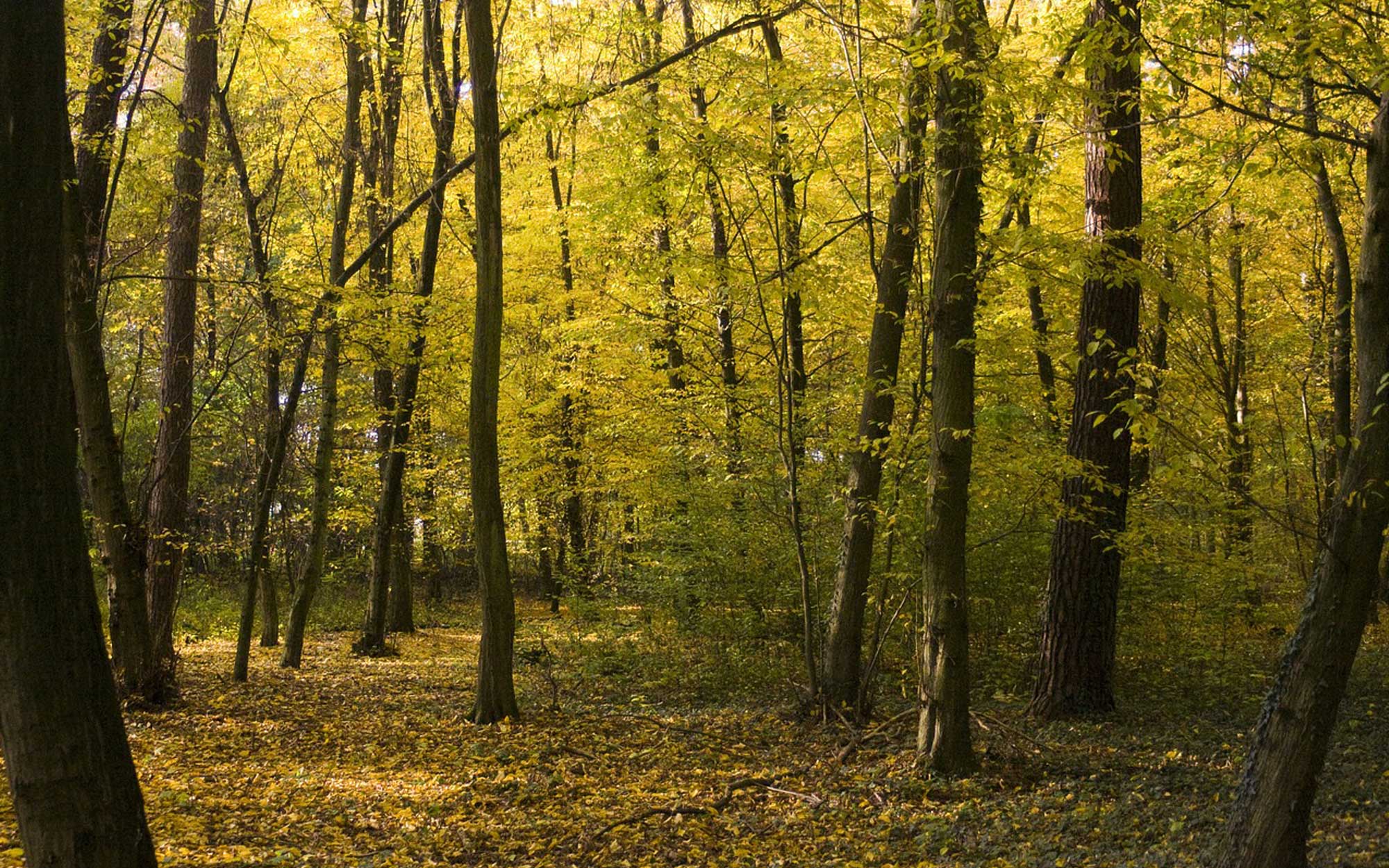 Friedwald