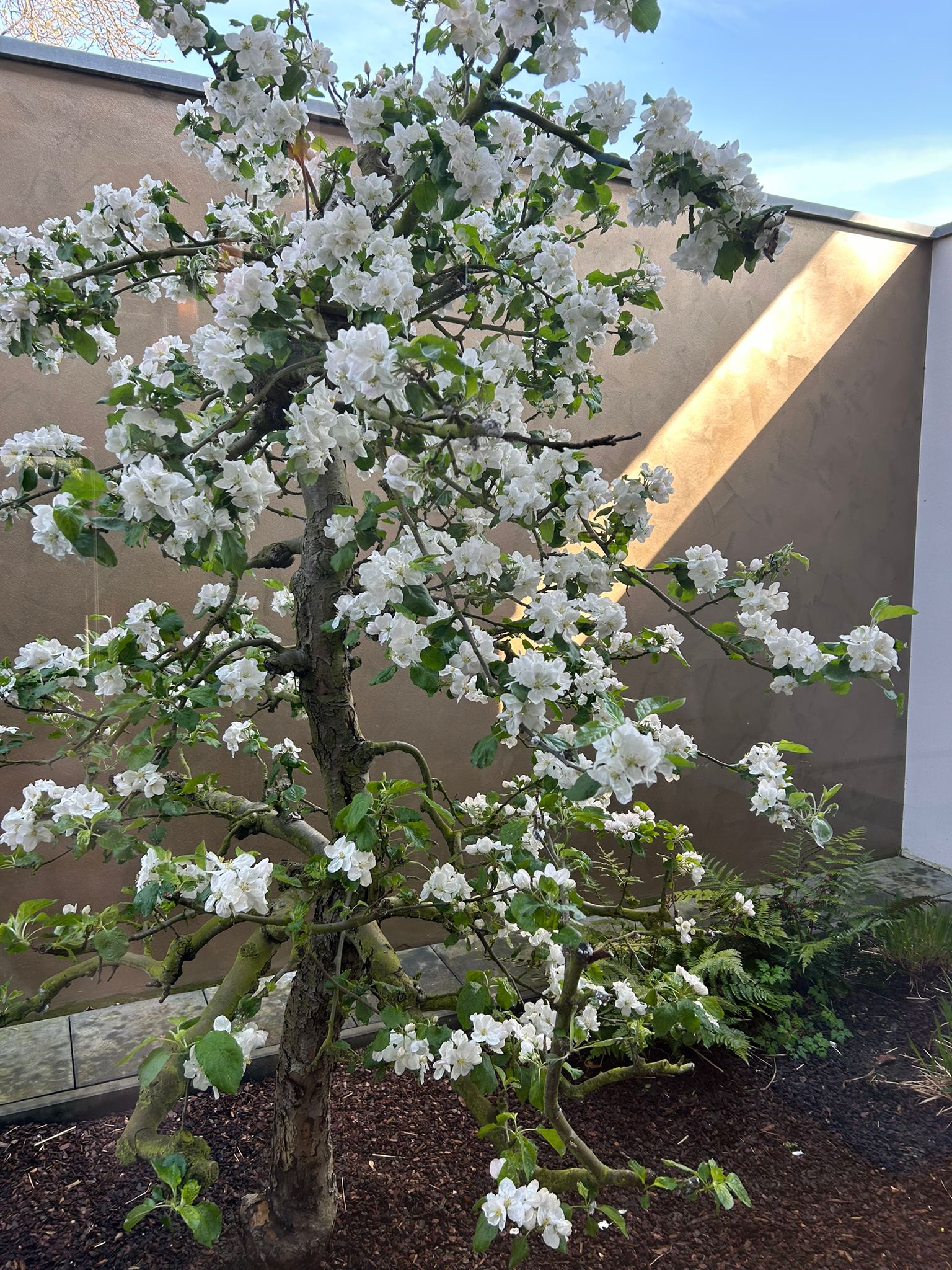 Apfelbaum
